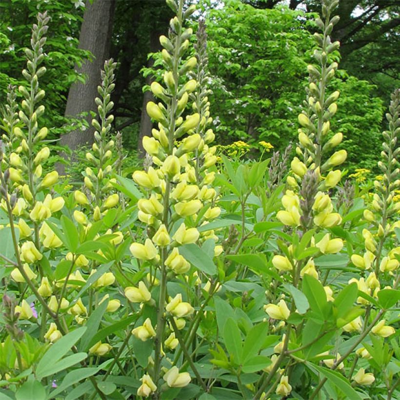 Baptisia Carolina Moonlight - Indaco falso (Fioritura)