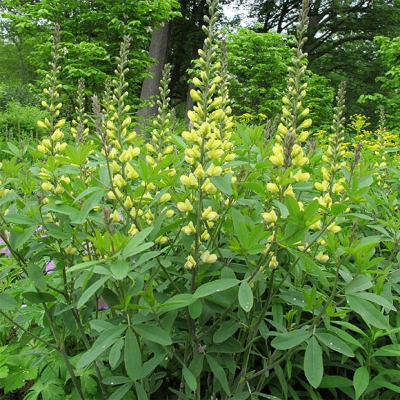 Baptisia Carolina Moonlight - Indaco falso (Porto)