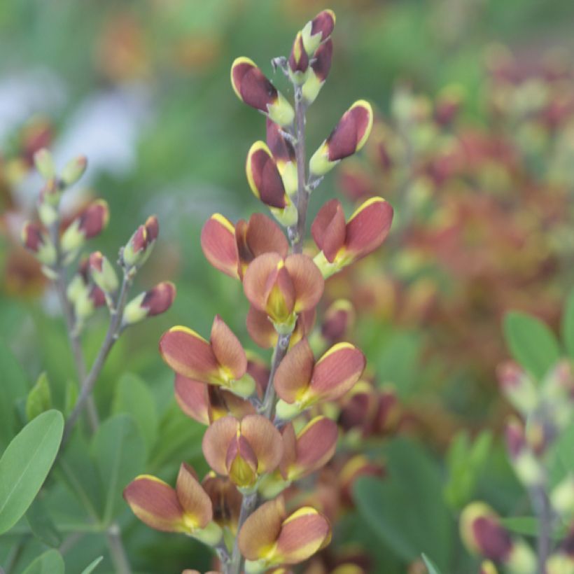 Baptisia Cherries Jubilee - Indaco falso (Fioritura)