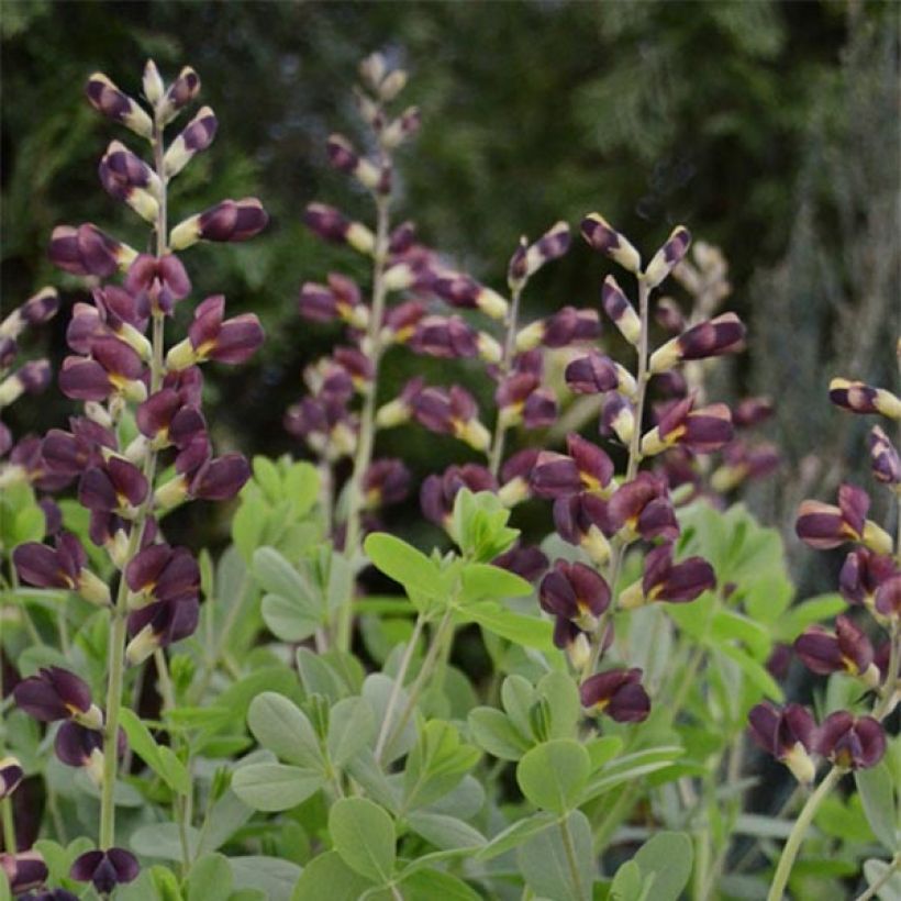 Baptisia Decadence Dutch Chocolate - Indaco falso (Fioritura)