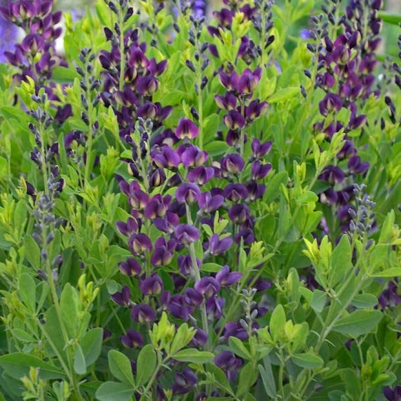 Baptisia Grape Taffy - Indaco falso (Fioritura)