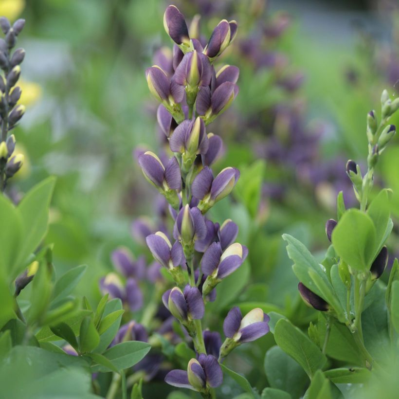 Baptisia Indigo Spires - Indaco falso (Fioritura)