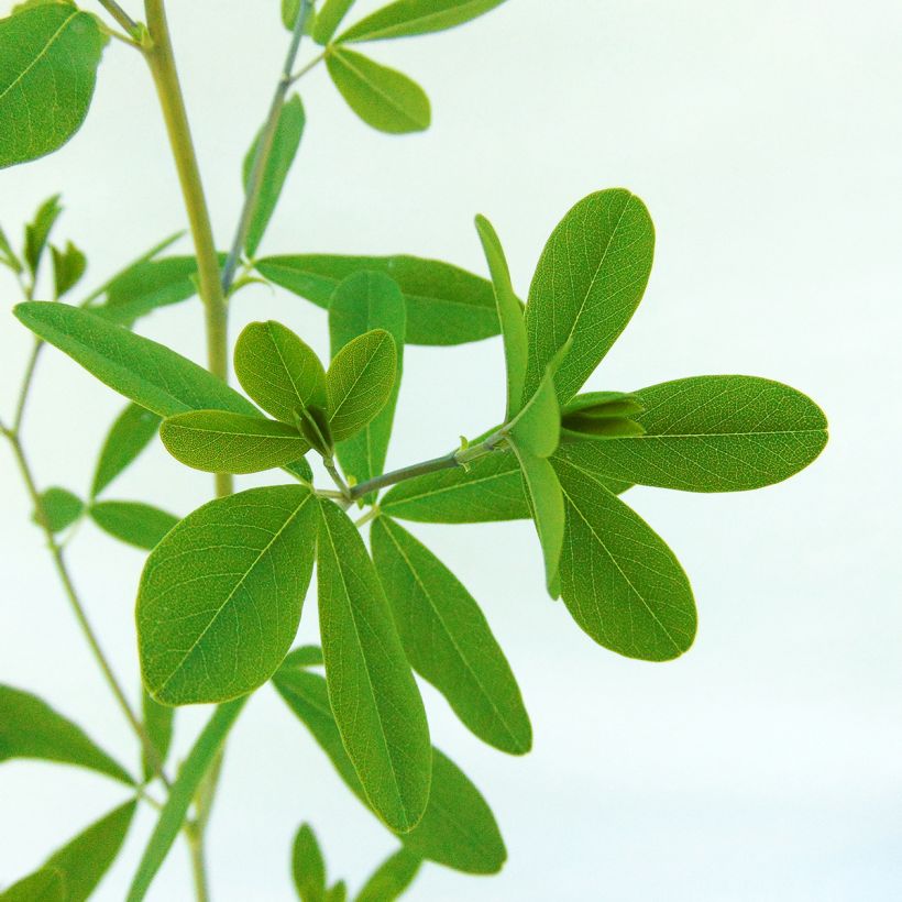 Baptisia Indigo Spires - Indaco falso (Fogliame)