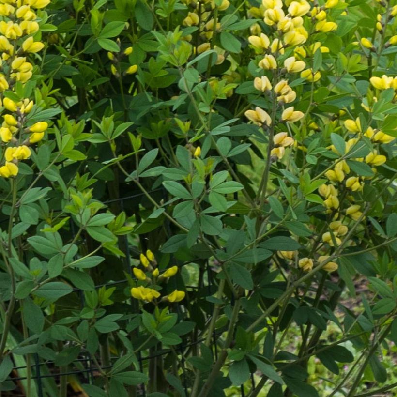 Baptisia Decadence Lemon Meringue - Indaco falso (Fogliame)