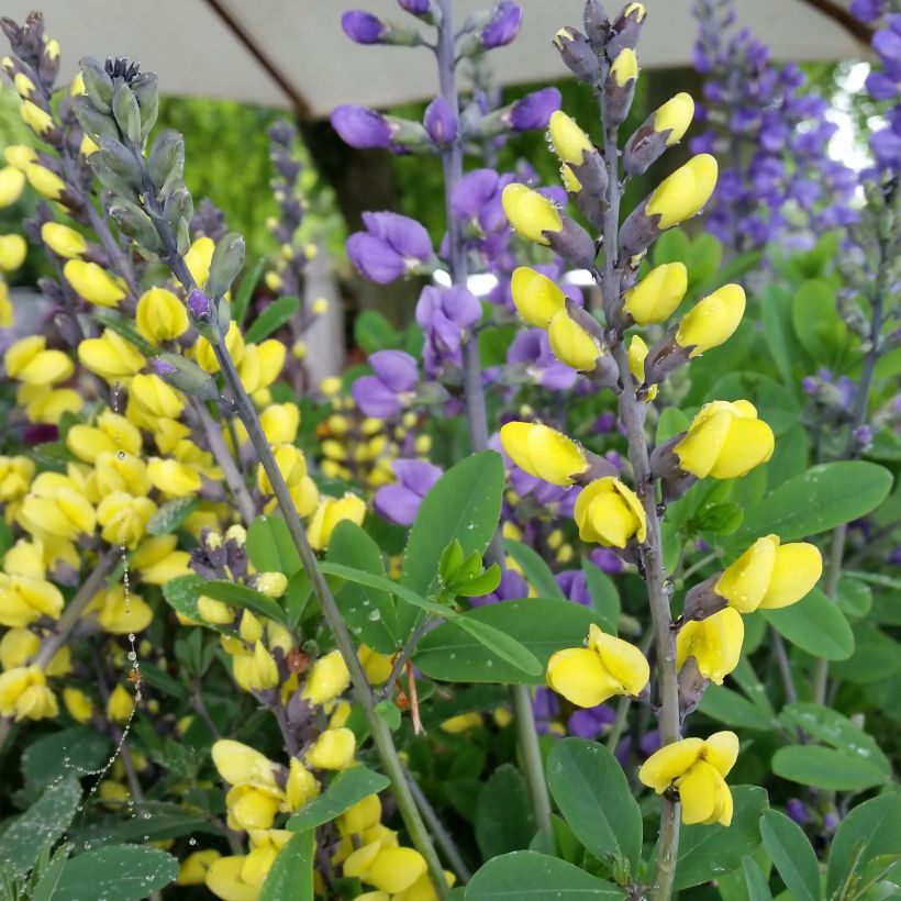 Baptisia Decadence Lemon Meringue - Indaco falso (Fioritura)