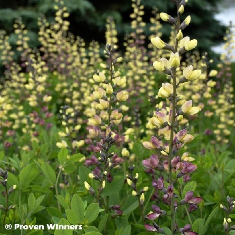 Baptisia Decadence Deluxe Pink Lemonade - Indaco falso (Fogliame)