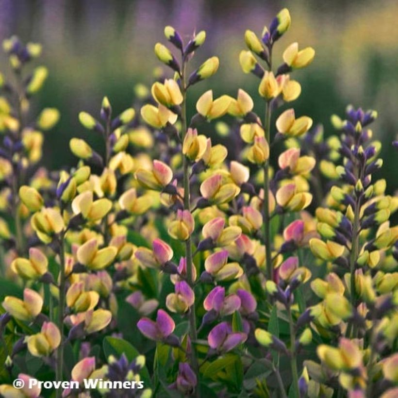 Baptisia Decadence Deluxe Pink Lemonade - Indaco falso (Fioritura)