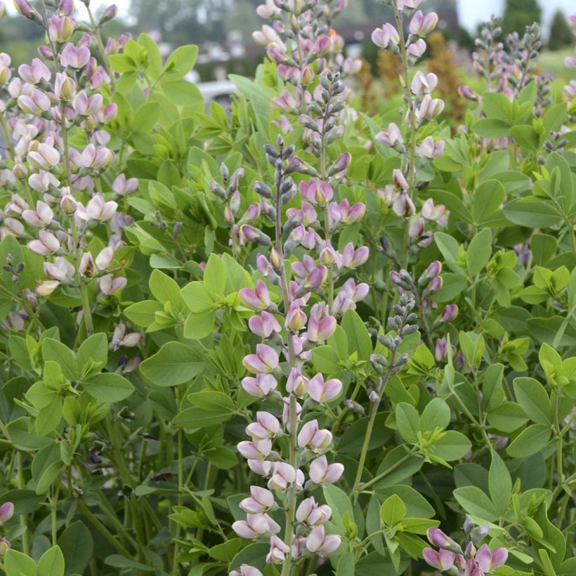 Baptisia Decadence Pink Truffles - Indaco falso (Fioritura)