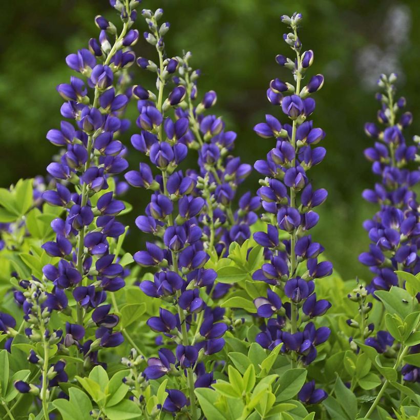 Baptisia Decadence Sparkling Sapphires - Indaco falso (Fioritura)