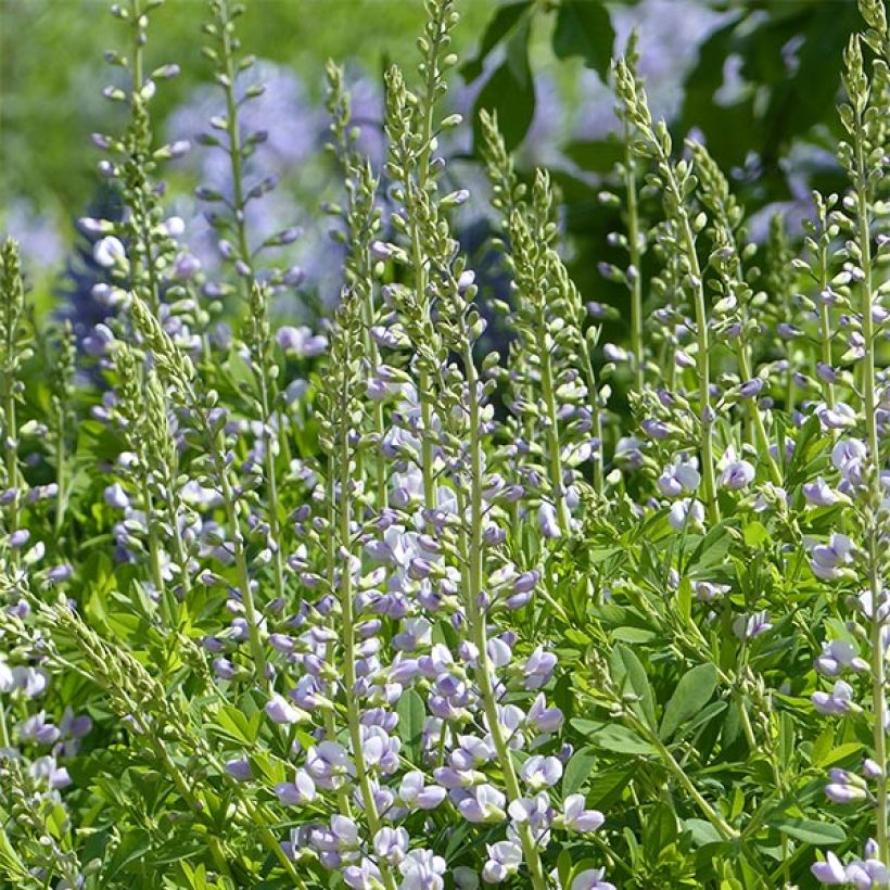 Baptisia Starlite Prairieblues - Indaco falso (Fioritura)