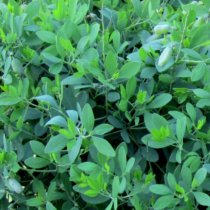 Baptisia alba var. macrophylla (Fogliame)