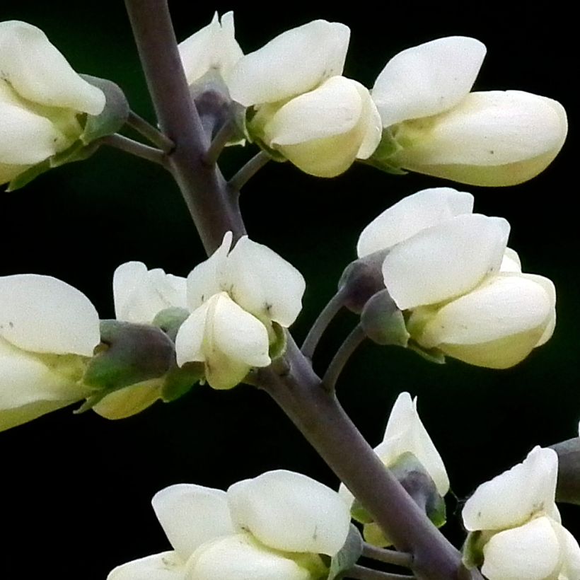 Baptisia alba var. macrophylla (Fioritura)