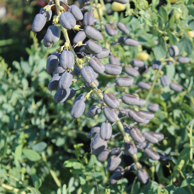 Baptisia alba var. macrophylla (Raccolta)