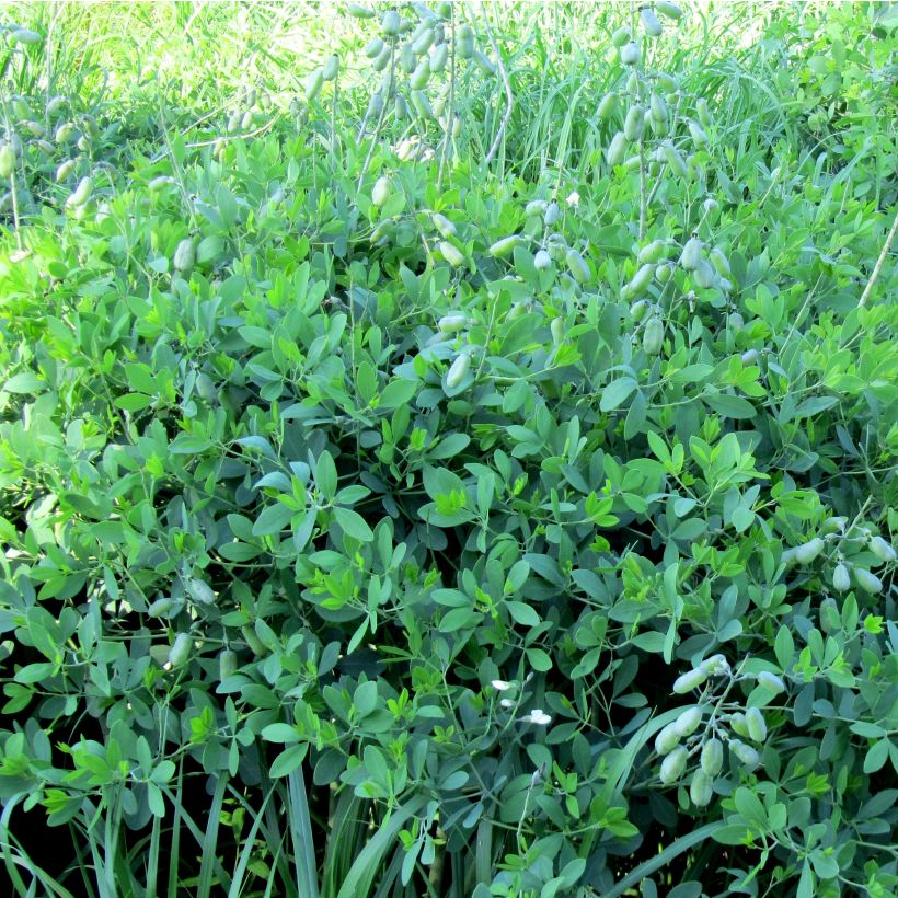 Baptisia alba var. macrophylla (Porto)