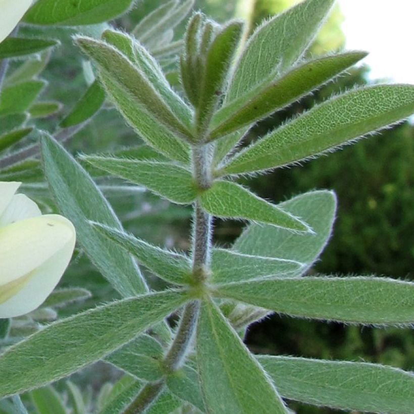 Baptisia bracteata (Fogliame)