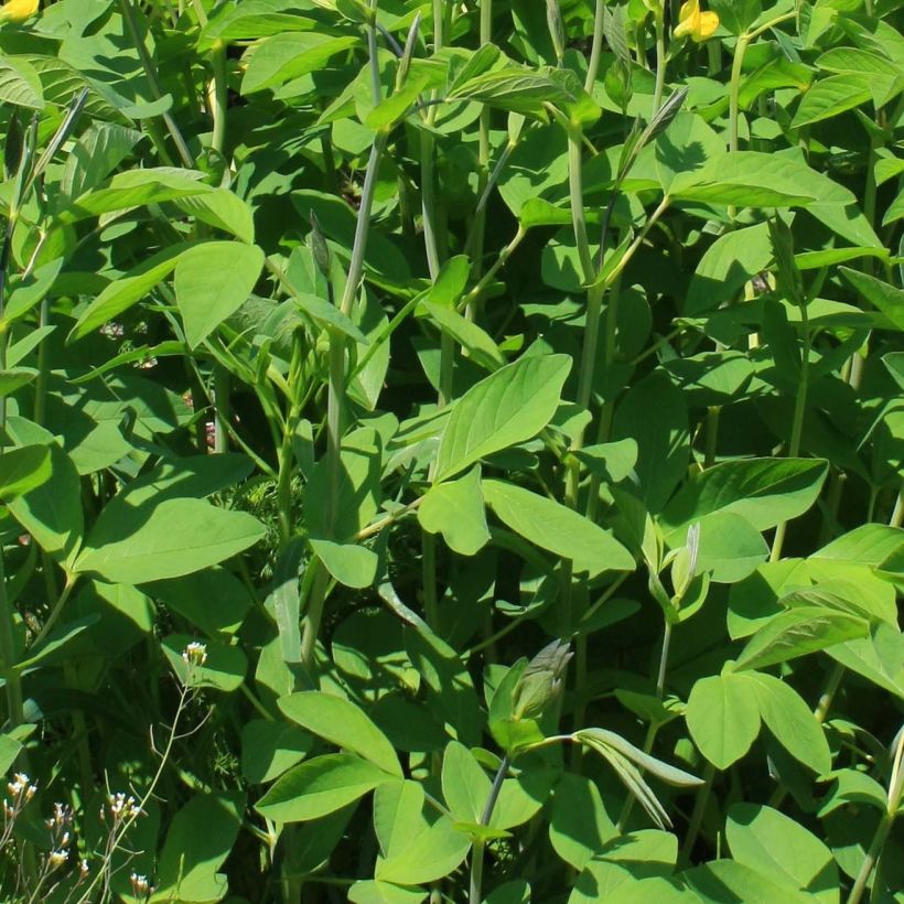 Baptisia sphaerocarpa (Fogliame)