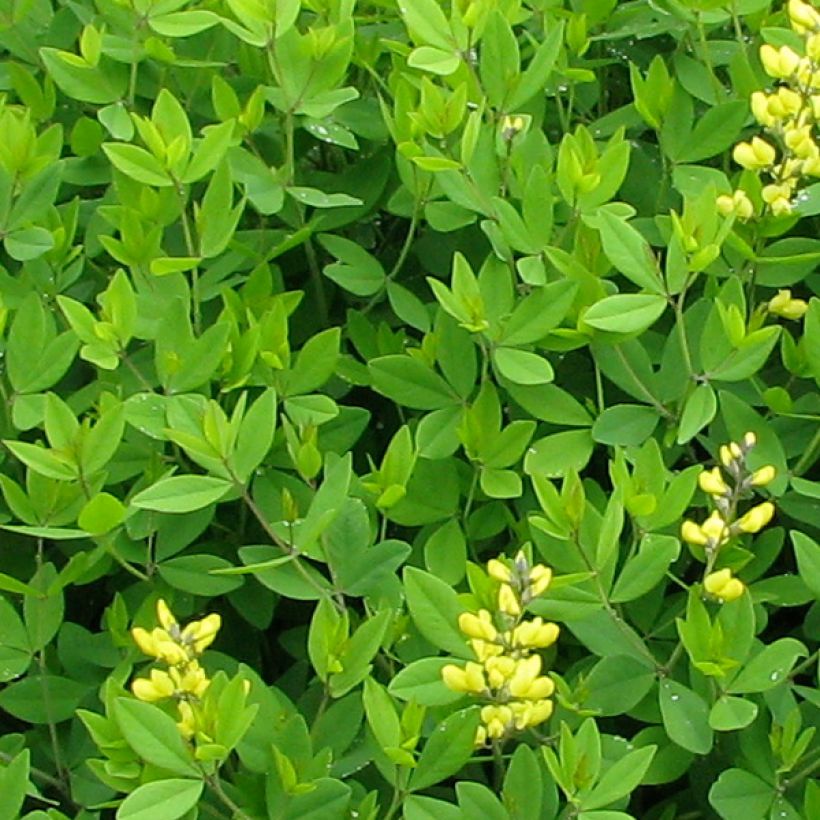 Baptisia tinctoria - Indaco falso giallo (Fogliame)