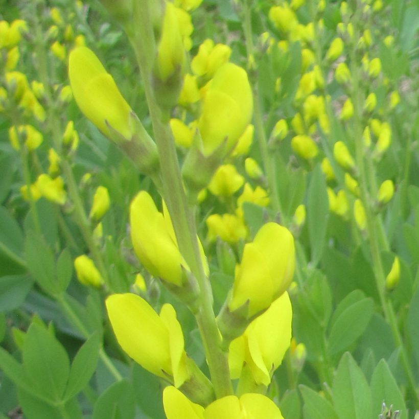 Baptisia tinctoria - Indaco falso giallo (Fioritura)