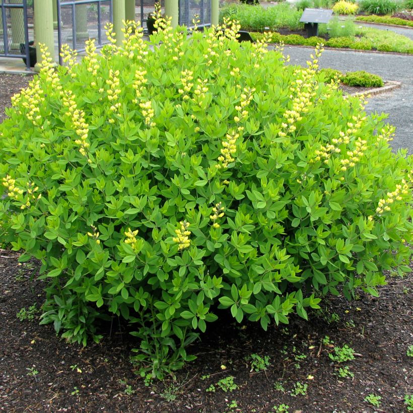 Baptisia tinctoria - Indaco falso giallo (Porto)