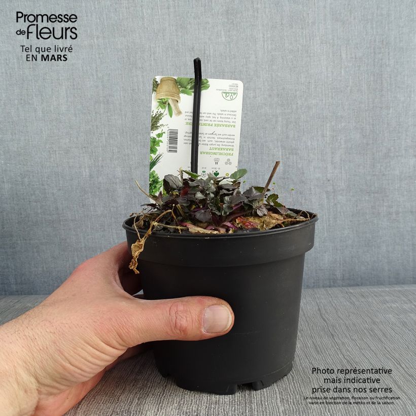 Barbarea verna - Cresson de terre ou de jardin, barbarée printanière Pot de 1,5L/2L esemplare consegnato in inverno