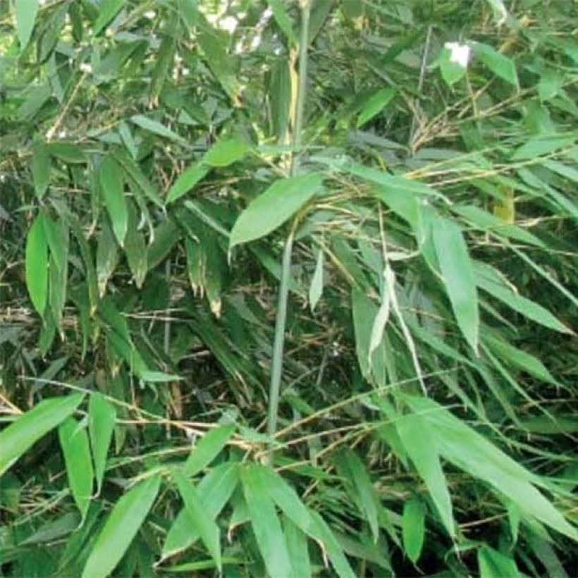 Bashania fargesii (Fogliame)