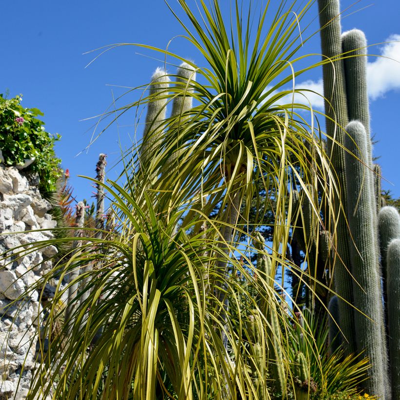 Beaucarnea recurvata - Pianta mangiafumo (Fogliame)