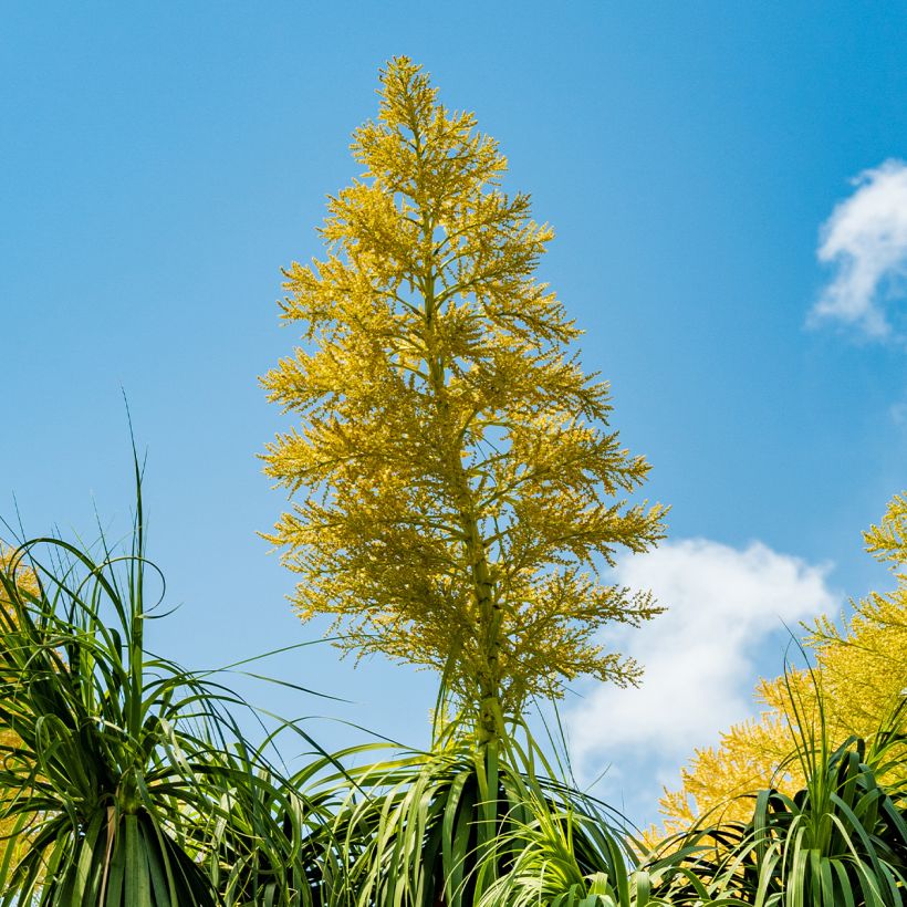 Beaucarnea recurvata - Pianta mangiafumo (Fioritura)