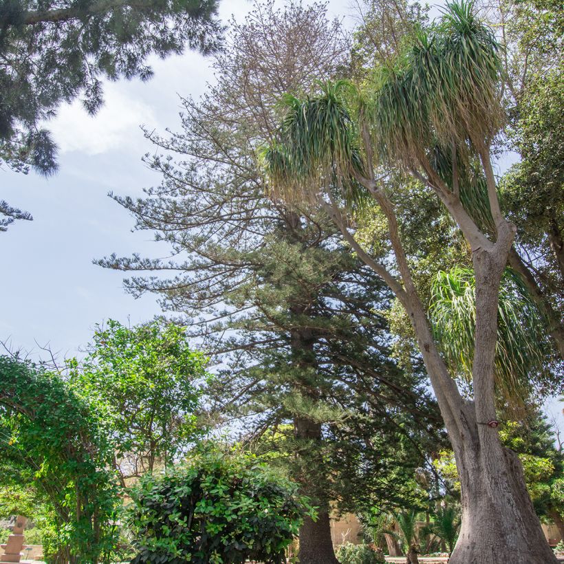 Beaucarnea recurvata - Pianta mangiafumo (Porto)