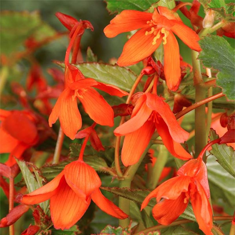 Begonia Tuberhybrida Bertini (Fioritura)