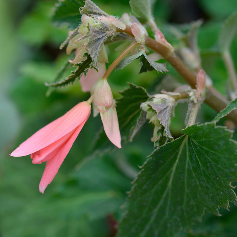 Begonia boliviensis San Francisco (Fioritura)