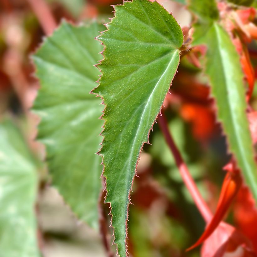 Begonia boliviensis Santa Cruz (Fogliame)