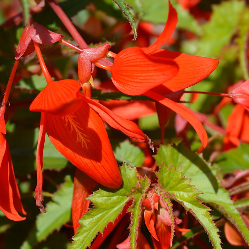 Begonia boliviensis Santa Cruz (Fioritura)