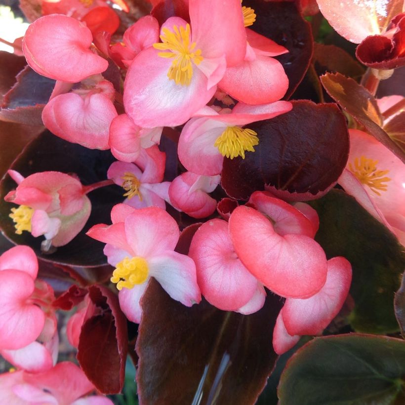 Begonia F1 Big Rose Bronze Leaf (Fioritura)