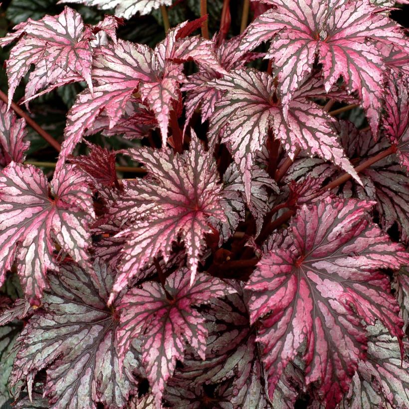 Begonia Garden Angel Plum (Fogliame)