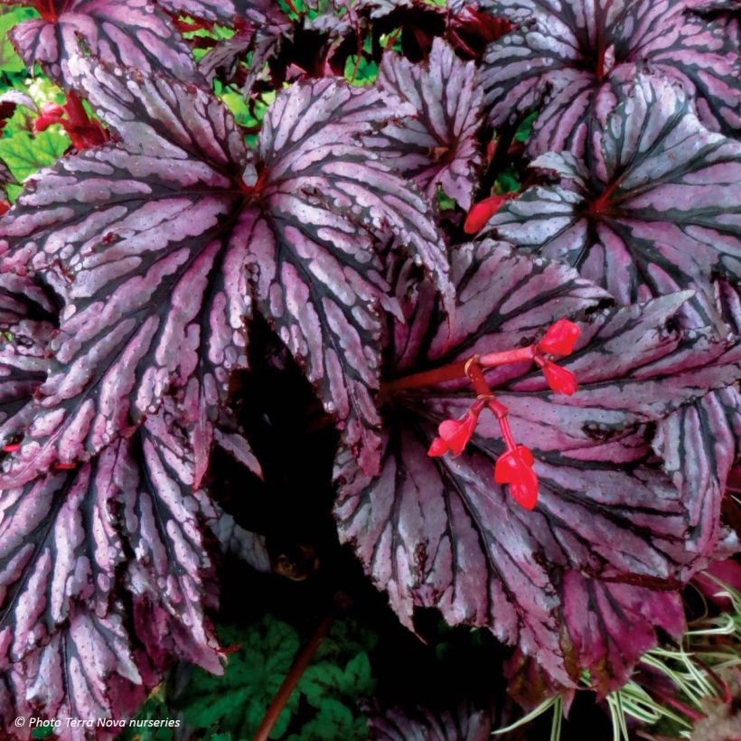 Begonia Garden Angel Plum (Fioritura)