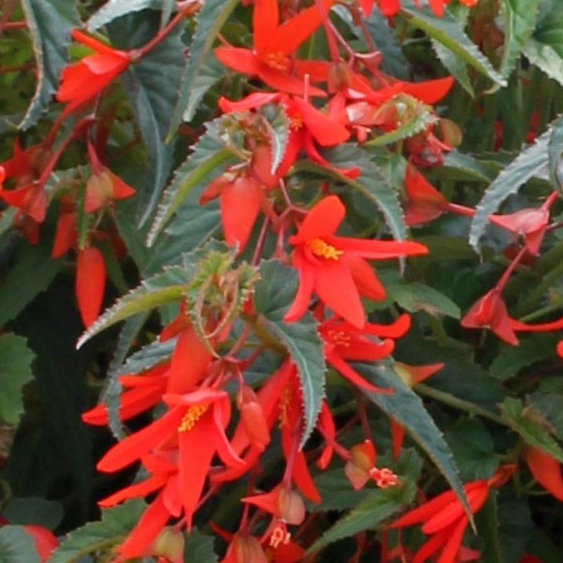 Begonia boliviensis Santa Cruz Orange (Fogliame)