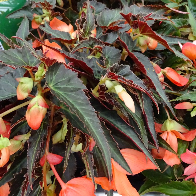 Begonia boliviensis Summerwings Orange (Fogliame)