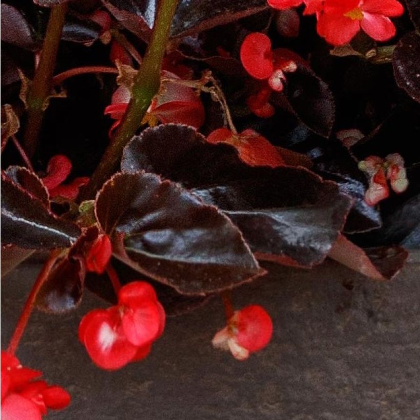 Begonia Viking Bronze Red (Fogliame)