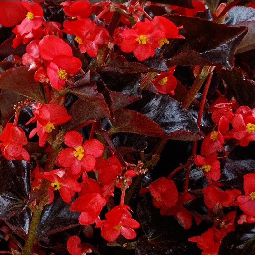 Begonia Viking Bronze Red (Fioritura)