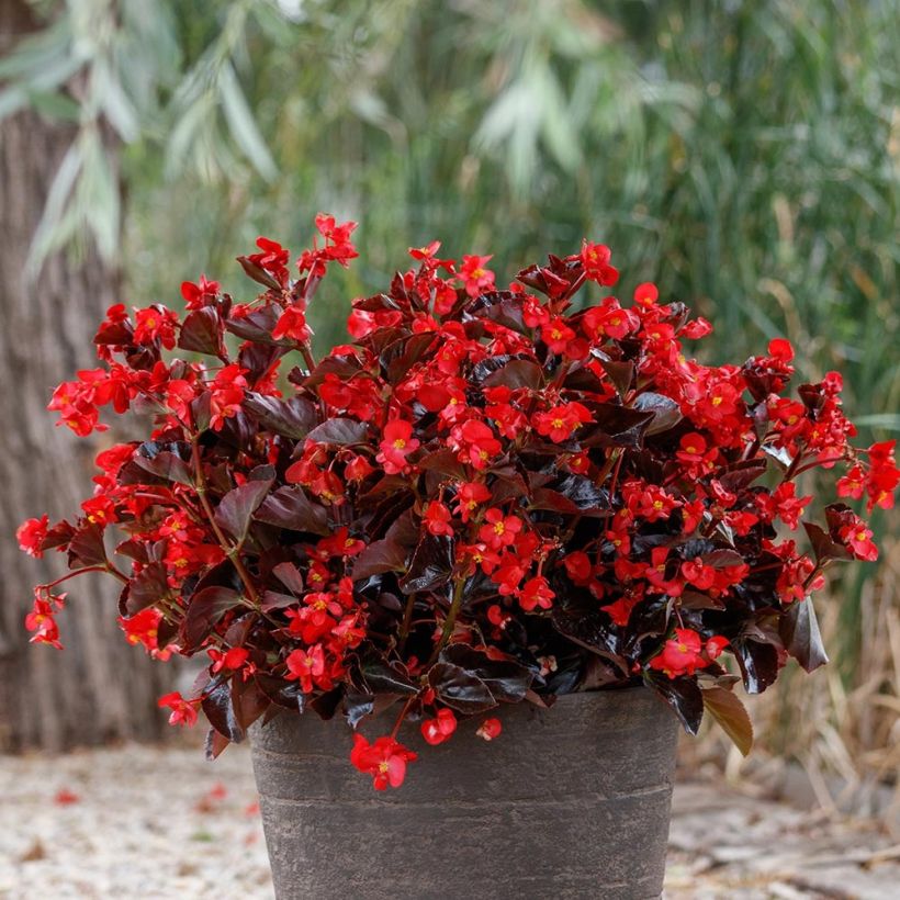 Begonia Viking Bronze Red (Porto)