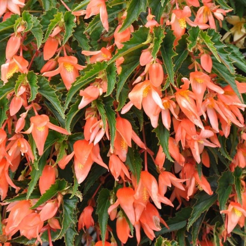 Begonia boliviensis Summerwings Apricot Improved (Fogliame)