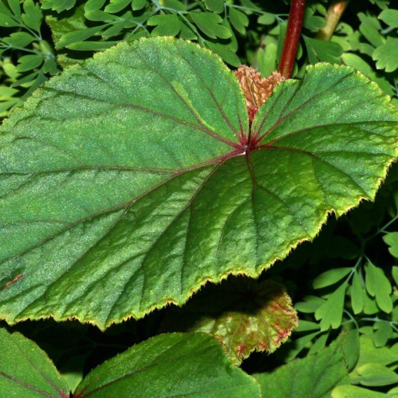 Begonia grandis subsp. evansiana var. alba (Fogliame)