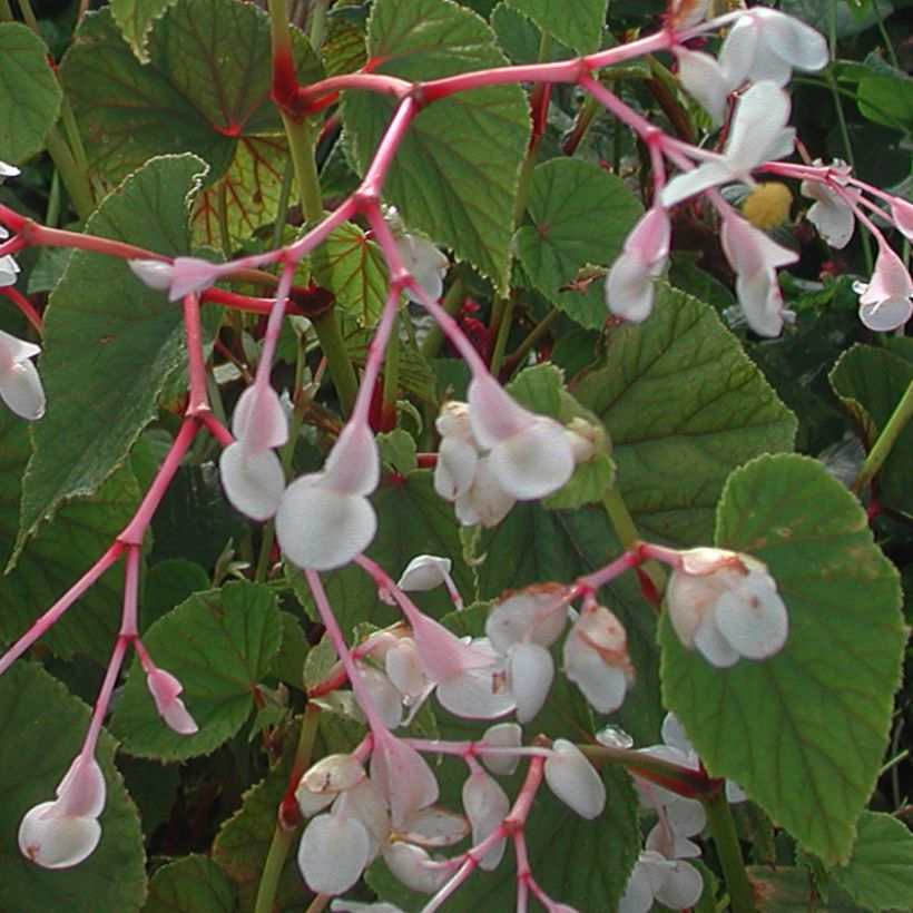 Begonia grandis subsp. evansiana var. alba (Fioritura)