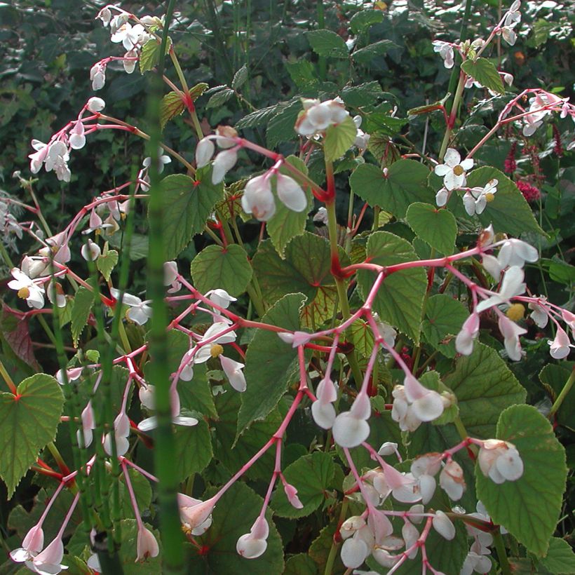 Begonia grandis subsp. evansiana var. alba (Porto)