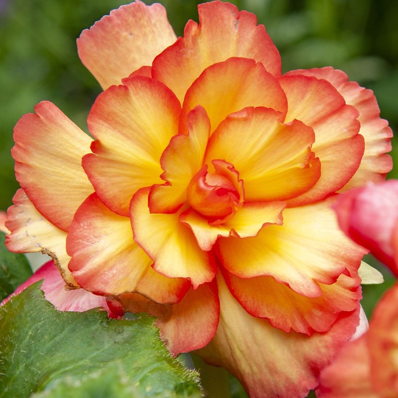 Begonia pendula Tuberhybrida Golden Balcony (Fioritura)