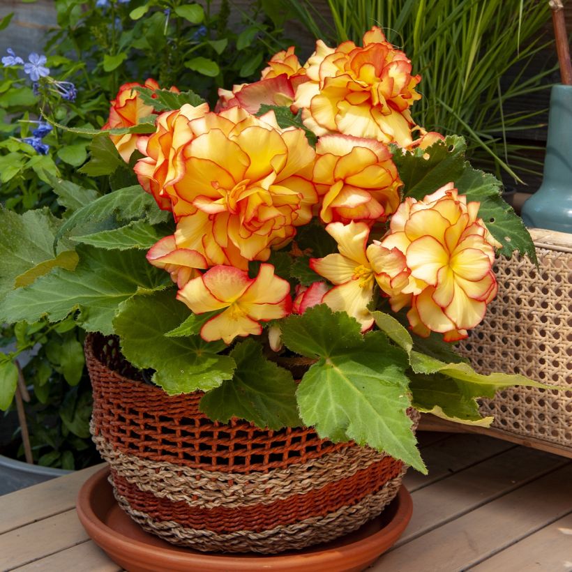 Begonia pendula Tuberhybrida Golden Balcony (Porto)