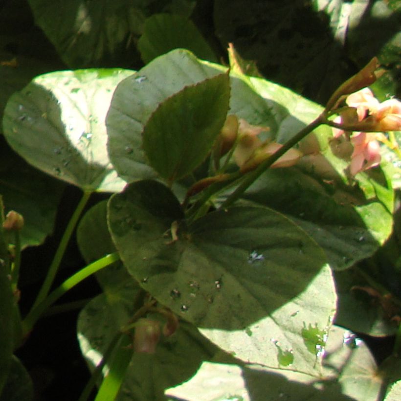 Begonia ravenii (Fogliame)