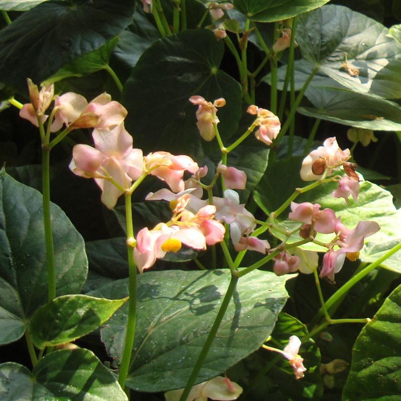 Begonia ravenii (Fioritura)