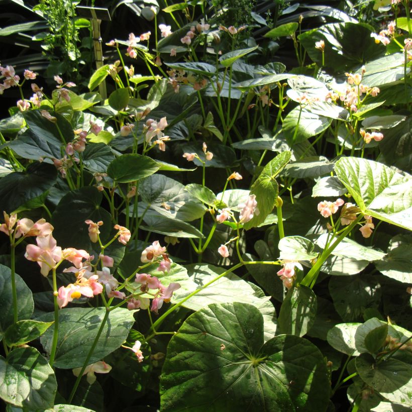 Begonia ravenii (Porto)