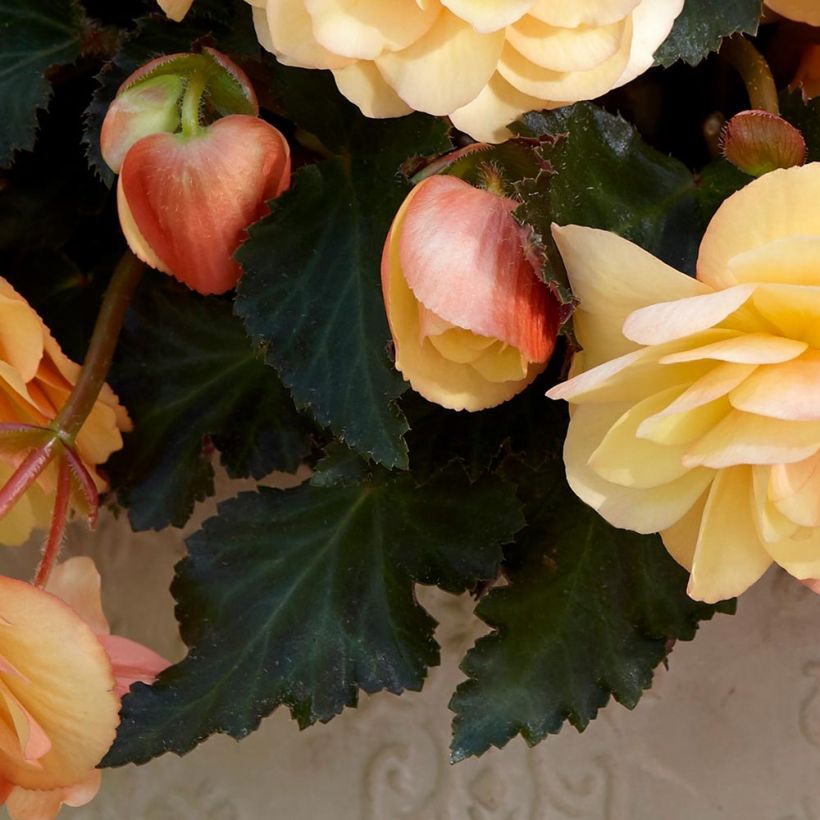 Begonia boliviensis Fragrant Falls Peach (Fogliame)